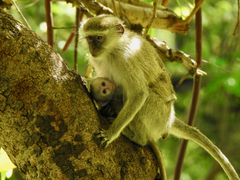 Chlorocebus pygerythrus