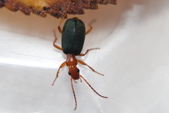 Brachinus