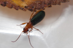 Brachinus