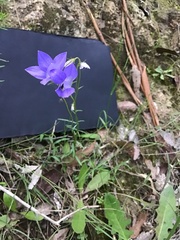 Wahlenbergia multicaulis