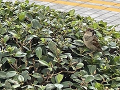 Passer domesticus