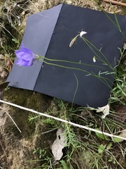 Wahlenbergia multicaulis