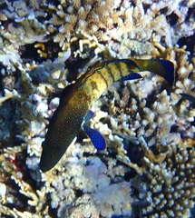 Cephalopholis argus