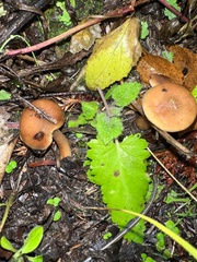 Pholiota velaglutinosa