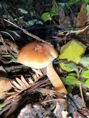 Pholiota velaglutinosa