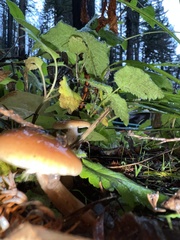 Pholiota velaglutinosa