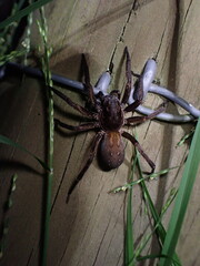 Uliodon