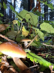 Pholiota velaglutinosa