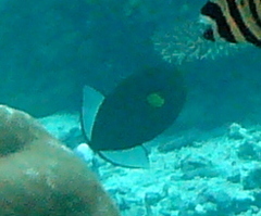 Melichthys vidua