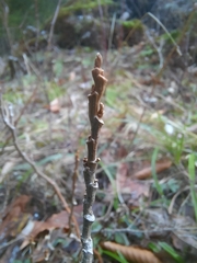 Toxicodendron radicans