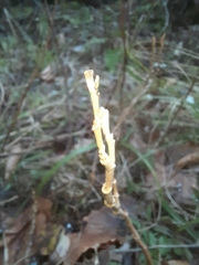 Toxicodendron radicans