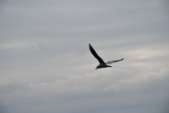 Chroicocephalus ridibundus