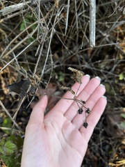 Sanicula crassicaulis