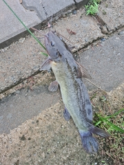 Siluriformes