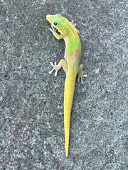 Phelsuma laticauda laticauda