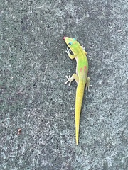 Phelsuma laticauda laticauda