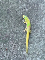 Phelsuma laticauda laticauda