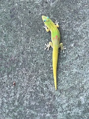Phelsuma laticauda laticauda