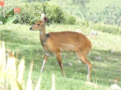 Tragelaphus scriptus bor