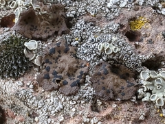 Umbilicaria