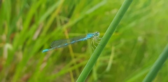 Coenagrion lanceolatum