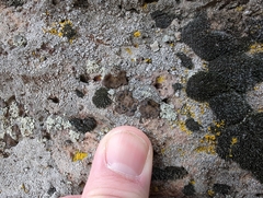 Umbilicaria