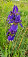 Iris sanguinea