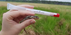 Rana amurensis