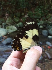 Papilio euchenor