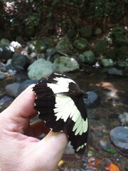 Papilio euchenor