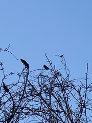 Passer domesticus