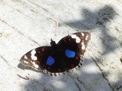 Junonia oenone