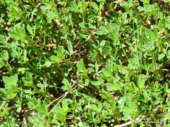 Medicago polyceratia