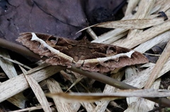 Cyligramma disturbans