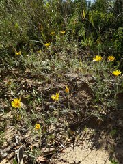 Senecio ceratophylloides