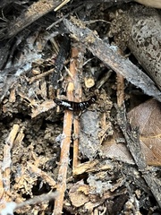 Euborellia annulipes