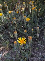 Senecio ceratophylloides
