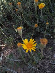 Senecio ceratophylloides