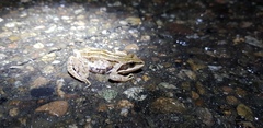 Rana amurensis