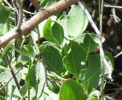 Lonicera etrusca
