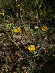 Senecio ceratophylloides