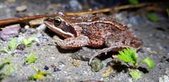 Rana amurensis