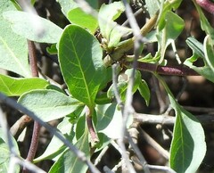 Lonicera etrusca