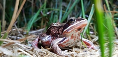 Rana amurensis