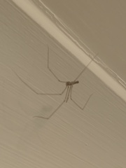 Pholcus phalangioides