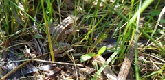 Rana amurensis