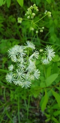 Thalictrum aquilegiifolium sibiricum