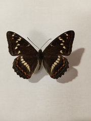 Limenitis populi