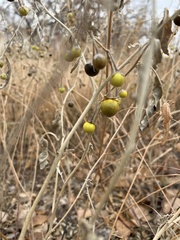 Solanum elaeagnifolium