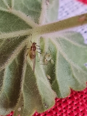 Macrosiphum